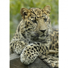Леопард 5747