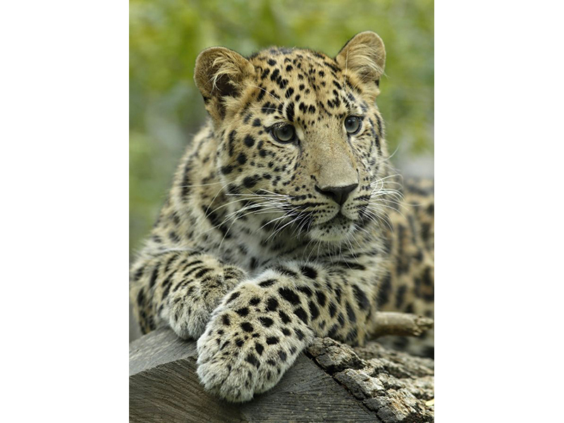 Леопард 5747