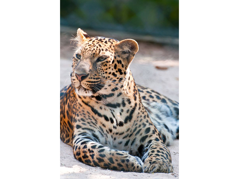 Леопард 5748