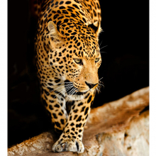 Леопард 5749