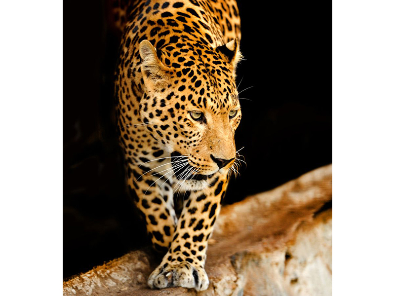 Леопард 5749