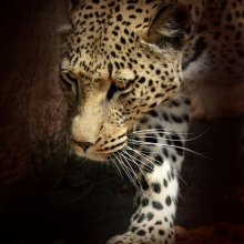 Леопард 5751