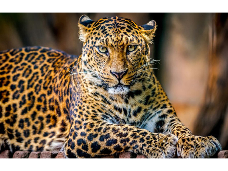 Леопард 5755