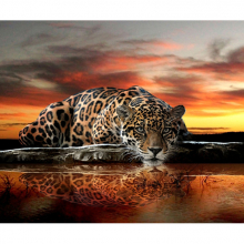 Леопард 5760