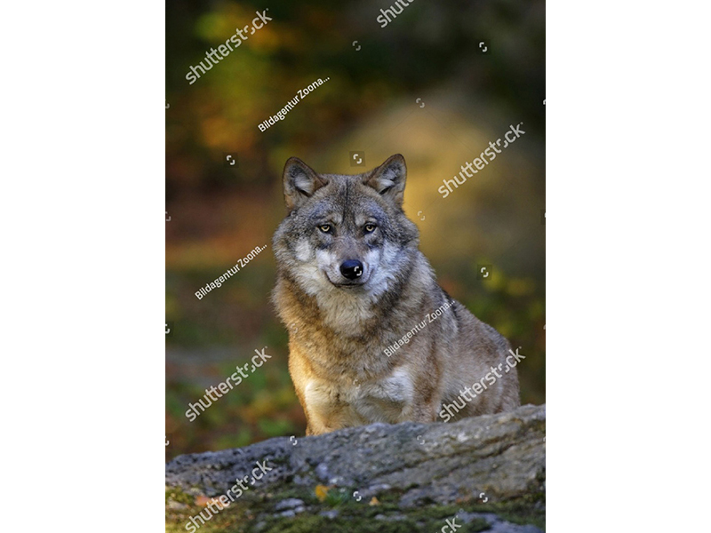 Волк 5740