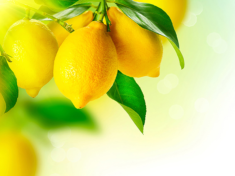 Спелые лимоны 174457913 4550