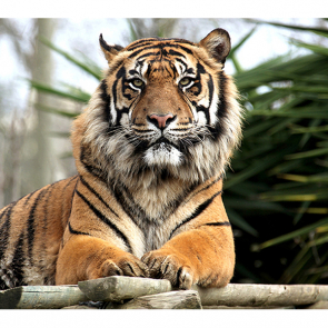 Тигр 2