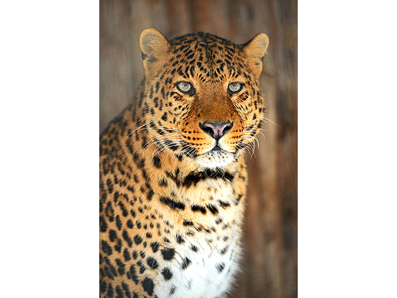 Взгляд леопарда 2413