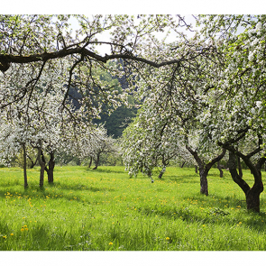 Яблочный сад весной