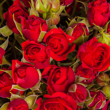 Яркие красные розы
