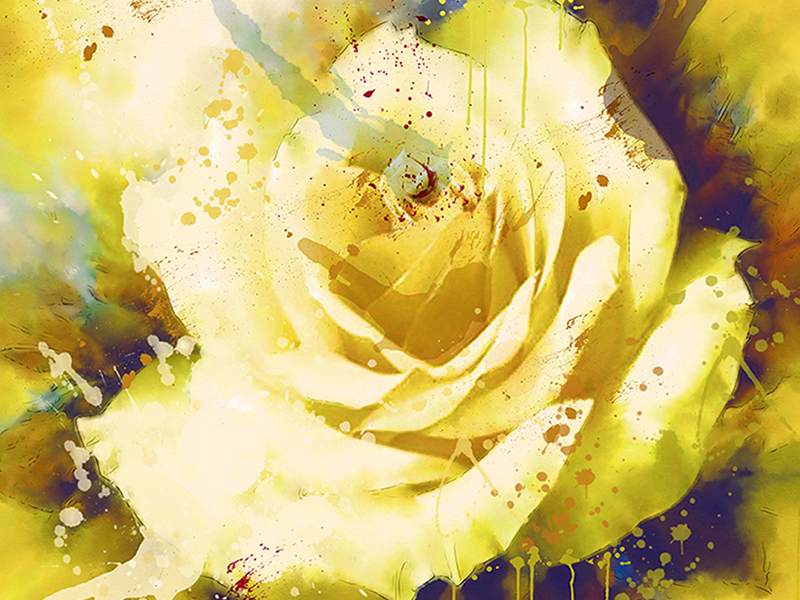Желтая роза 3186