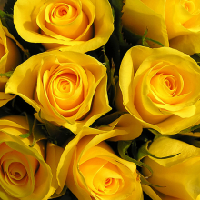 Желтые розы 2