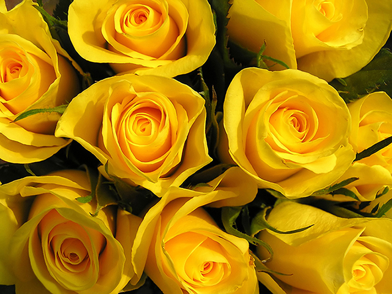 Желтые розы 2 3180