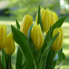 Желтые тюльпаны 2