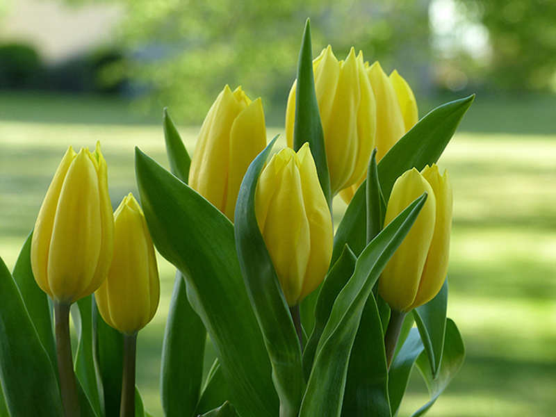 Желтые тюльпаны 2 3253